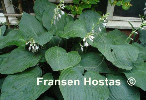 Hosta Snowden